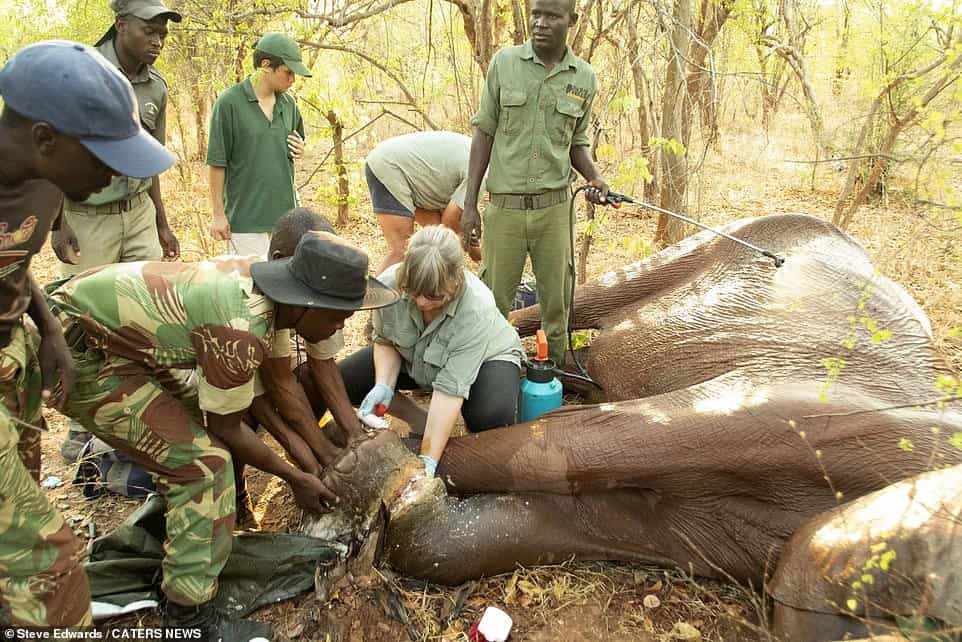 Read more about the article Martha’s Elephant Rescue: The Heartbreaking Story of a Mother Who Refused to Give Up