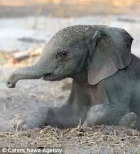 Read more about the article Heroic Teenager Saves Toddler From Drowning: Tanner’s Split-Second Action