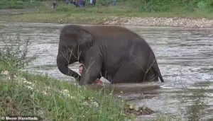 Read more about the article Elephant Tries to Save Friend: The Incredible Story of Kham Lha’s Loyalty