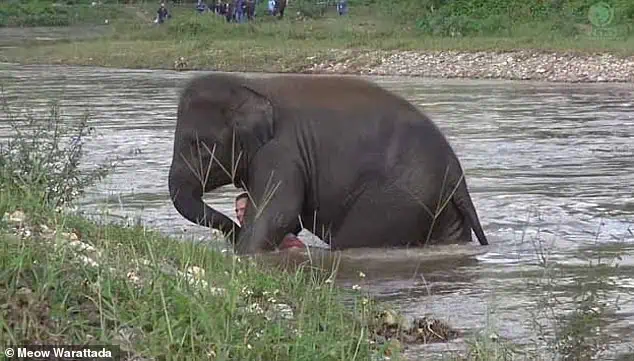 You are currently viewing Elephant Tries to Save Friend: The Incredible Story of Kham Lha’s Loyalty