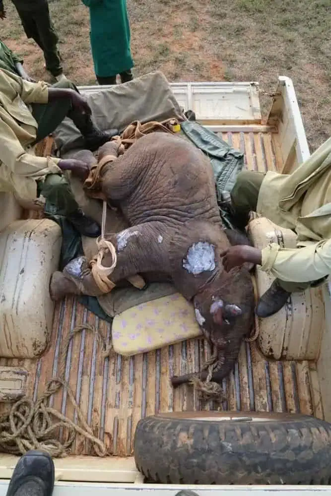 You are currently viewing A Heartbreaking Orphaned Elephant Rescue: The Story of Godoma