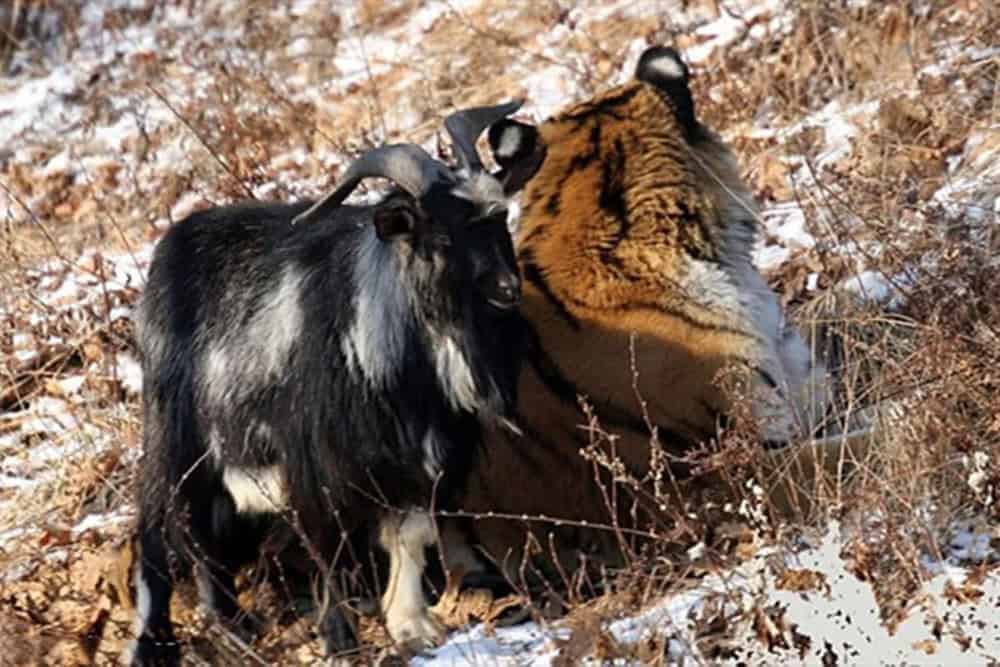 You are currently viewing The Tiger and the Goat: A Friendship That Defied Nature’s Rules