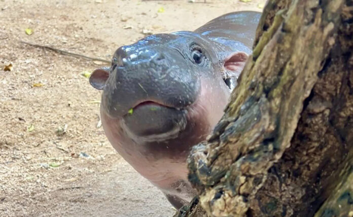 You are currently viewing Wildlife Star: Moo Deng the Pygmy Hippo Becomes Global Sensation
