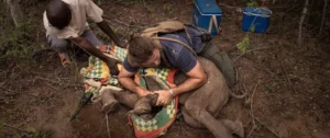 Read more about the article Heart-Stopping Baby Elephant Rescue: A Mother’s Love and a Brutal Snare