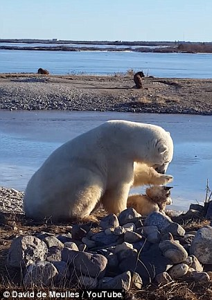 You are currently viewing Wild Polar Bear Gently Pets a Sled Dog in the Canadian Arctic