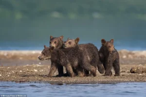 Read more about the article A Mother Bear’s Survival Lesson: The Breathtaking Moment That Stunned a Photographer