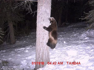 Read more about the article Wildlife Wonder: Rare Wolverine Reappears in California After 100 Years of Believed Extinction