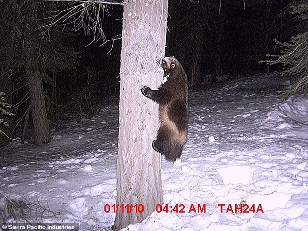 You are currently viewing Wildlife Wonder: Rare Wolverine Reappears in California After 100 Years of Believed Extinction