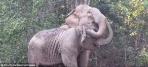 Read more about the article MeBai’s Elephant Reunion: A Mother and Daughter’s Tears After Years Apart