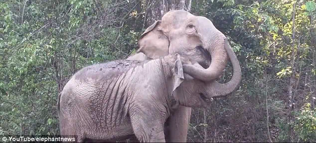 You are currently viewing MeBai’s Elephant Reunion: A Mother and Daughter’s Tears After Years Apart
