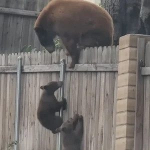 Read more about the article A Mother Bear’s Love Shines in Tense Video as She Rescues Wandering Cub