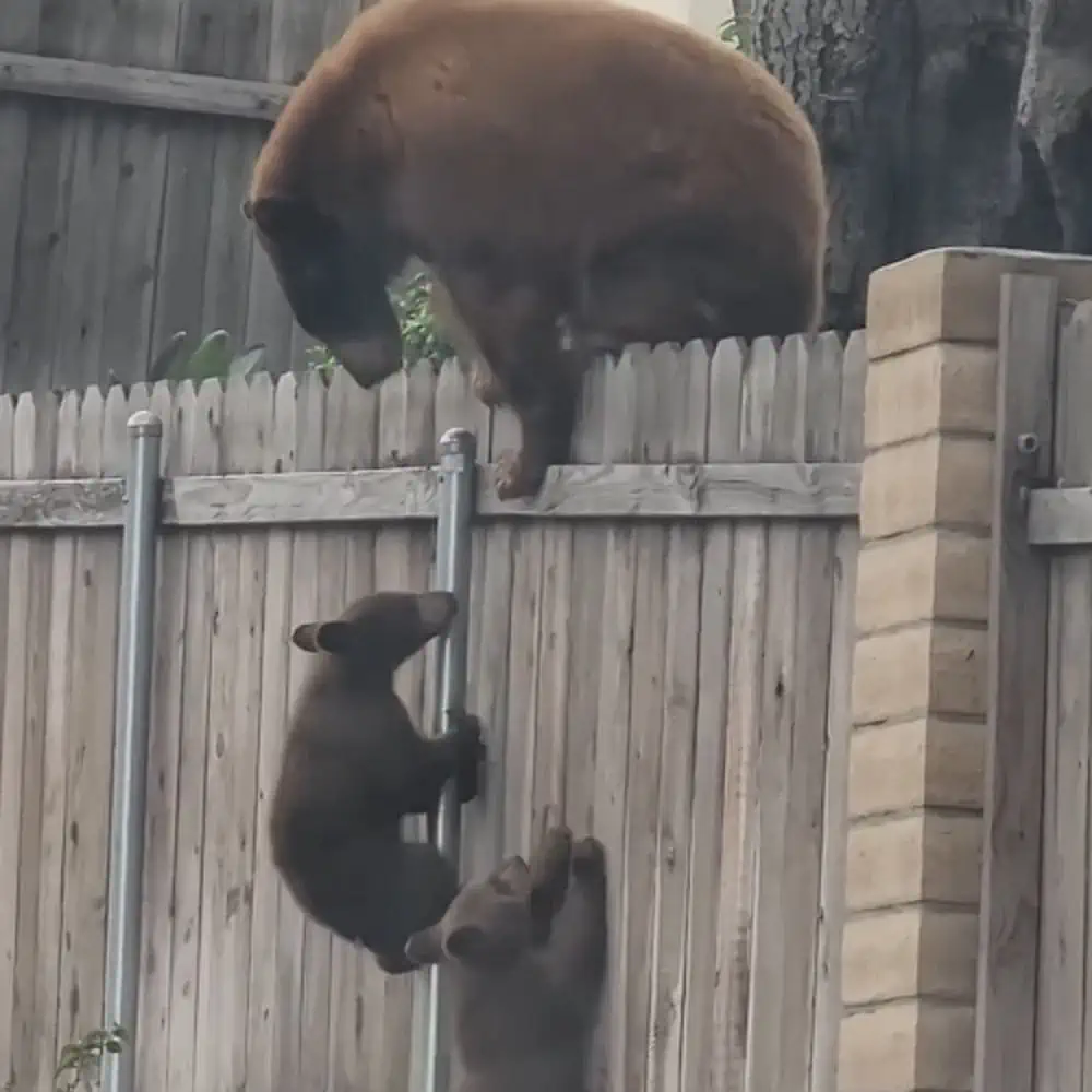 You are currently viewing A Mother Bear’s Love Shines in Tense Video as She Rescues Wandering Cub