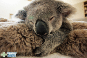 Read more about the article Wildlife Compassion: Baby Koala Refuses to Leave Unconscious Mother During Surgery
