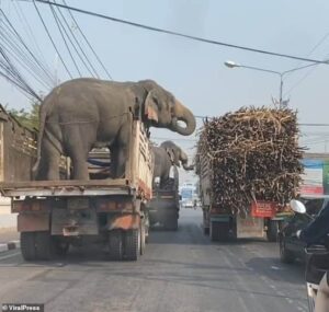 Read more about the article Wildlife Mischief: Elephant Stops a Truck to Grab Sugarcane