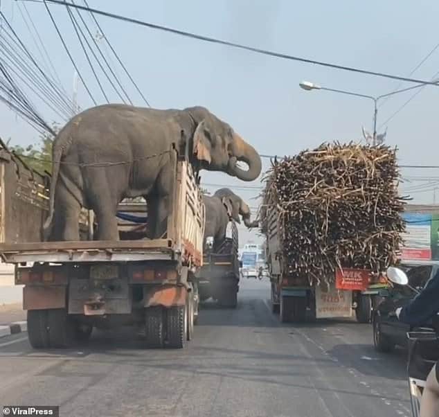 You are currently viewing Wildlife Mischief: Elephant Stops a Truck to Grab Sugarcane