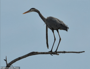 Read more about the article The Wildest Escape: How a Snake Eel Broke Free from a Heron’s Throat in Delaware