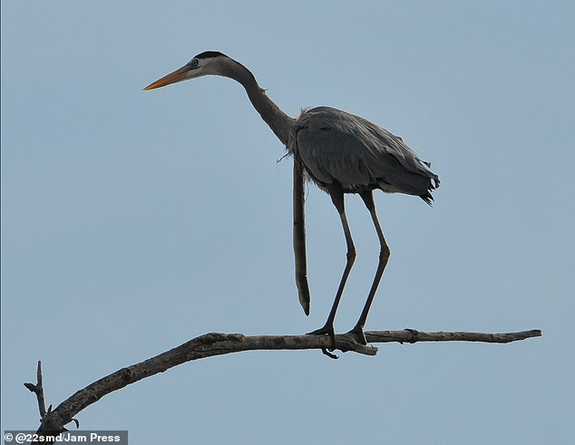 You are currently viewing The Wildest Escape: How a Snake Eel Broke Free from a Heron’s Throat in Delaware