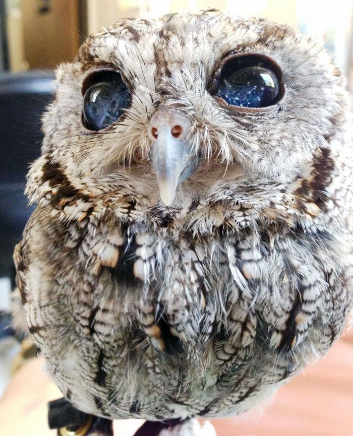 You are currently viewing Blind Owl With Eyes Like Galaxies — The Stunning Story of “Zeus,” the Starry-Eyed Bird