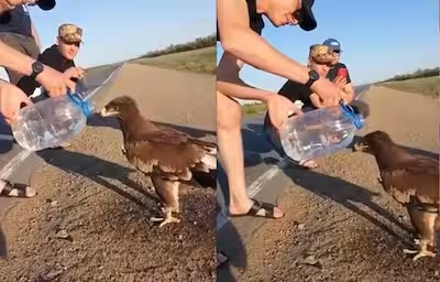 You are currently viewing Viral Video: Man Helps Thirsty Eagle Drink Water on Highway