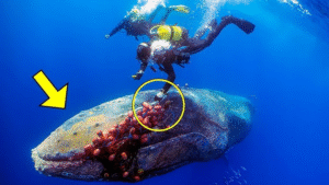 Read more about the article Wildlife Rescue: Diver Risks Life to Free 40-Foot Whale from Fishing Net
