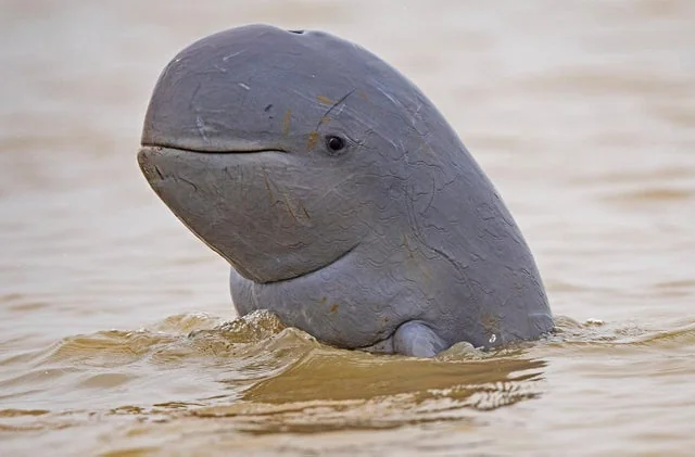 Read more about the article Super Rare Irrawaddy Dolphins Stun Scientists — A Miraculous Moment for Animals and Conservation