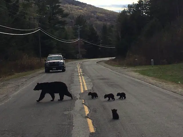You are currently viewing A Mother Bear’s Heartbreaking Choice: The Tense Rescue of the Cub She Had to Leave Behind