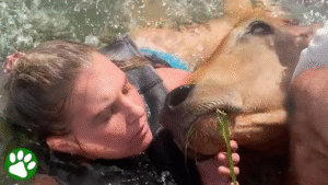 Read more about the article Animal Rescue: Brave Friends Risk Their Lives to Save a Giant Cow from Drowning in a Deep Lake