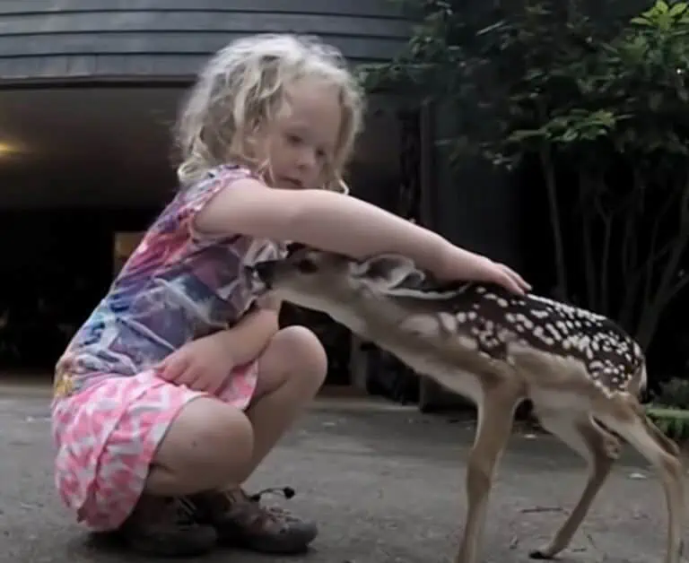 You are currently viewing The Little Girl Who Became “The Deer Whisperer” in a Magical Viral Moment