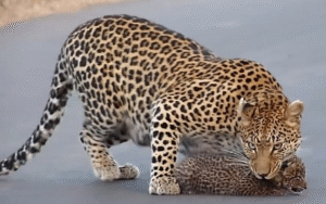Read more about the article Wildlife Wonder: Mother Leopard Helps Her Cubs Cross the Road in South Africa