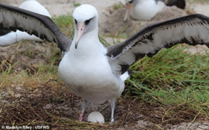 Read more about the article Animals and Time: The World’s Oldest Wild Bird Becomes a Mother Again at 70