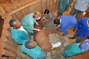 Read more about the article A Baby Elephant’s Second Chance: The Inspiring Story of Suni