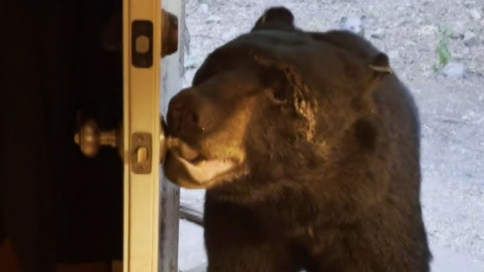 You are currently viewing Wildlife Surprise: Woman Politely Asks Bear to “Close the Door” — What Happens Next Will Stun You
