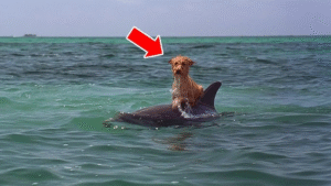 Read more about the article Dolphin Saves Dog: Incredible Rescue Shows How Nature’s Kindness Crosses All Boundaries