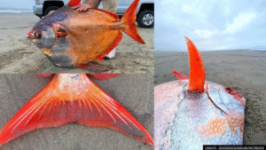 Read more about the article Rescue of Knowledge: Rare 100-Pound Moonfish Washes Up on Oregon Shore, Offering Clues About Ocean Change