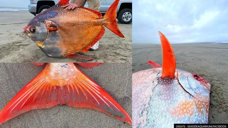 Read more about the article Rescue of Knowledge: Rare 100-Pound Moonfish Washes Up on Oregon Shore, Offering Clues About Ocean Change