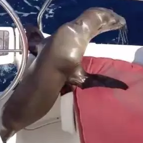 You are currently viewing Baby Sea Lion Trades the Ocean for Cuddles With Boaters Off California Coast