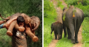 Read more about the article Elephant Rescue: Wildlife Hero Carries 100kg Calf on Shoulders Through Indian Forest