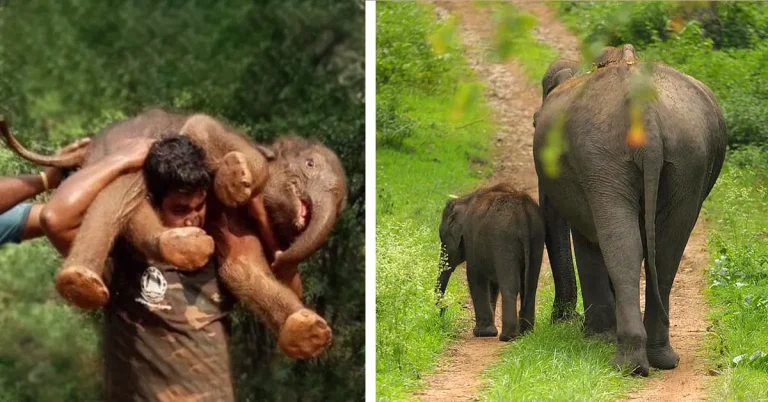 You are currently viewing Elephant Rescue: Wildlife Hero Carries 100kg Calf on Shoulders Through Indian Forest