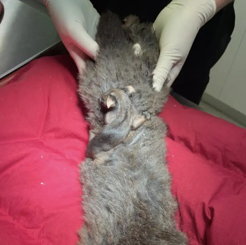 You are currently viewing Baby Possum Refuses to Let Go of Mom During Her Vet Exam — and It’s the Sweetest Thing You’ll See Today