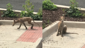 Read more about the article Animals and Rescue: Hairless “Mystery Creature” Turns Out to Be a Fox Fighting for Her Life