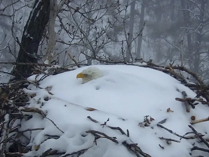 You are currently viewing Heartbreaking Moment: Mother Eagle’s Fight Against the Storm Shows the Strength of Animals
