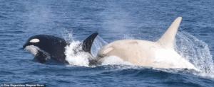 Read more about the article Whale-Watchers Stunned as Two Rare White Orcas Spotted Together Off Japan
