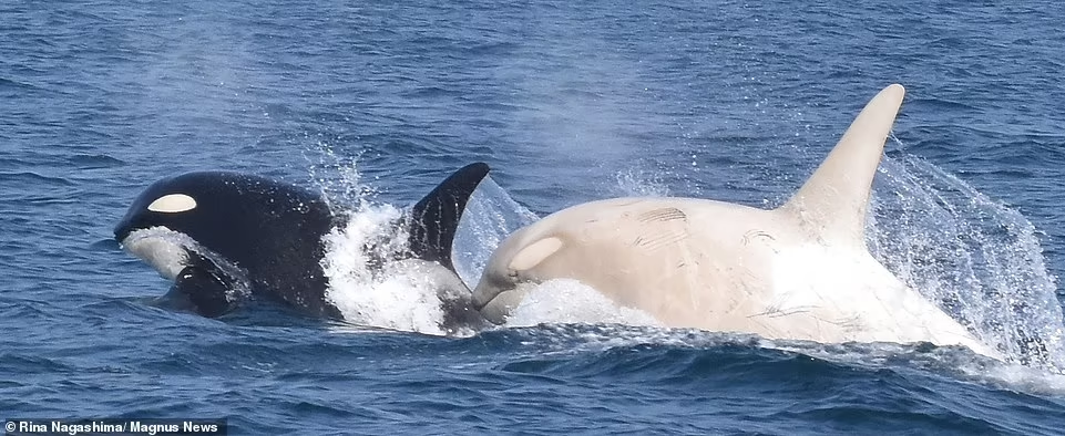 You are currently viewing Whale-Watchers Stunned as Two Rare White Orcas Spotted Together Off Japan