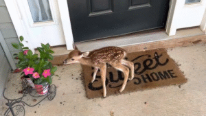 Read more about the article Tiny Fawn Knocks on Door, Surprises Homeowner in Search for Mom