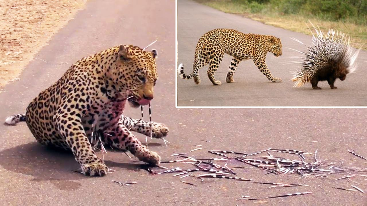 You are currently viewing Animals in Action: Leopard Loses to Porcupine Parents Protecting Their Babies