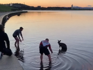 Read more about the article Rescued from the Cold, This Kangaroo Had One Simple Way to Say ‘Thanks’