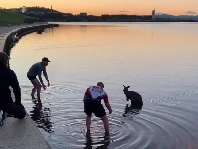 You are currently viewing Rescued from the Cold, This Kangaroo Had One Simple Way to Say ‘Thanks’