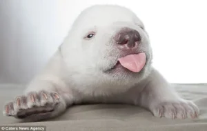 Read more about the article Siku the Polar Bear Cub: The Heartbreaking Story Behind the Viral Video