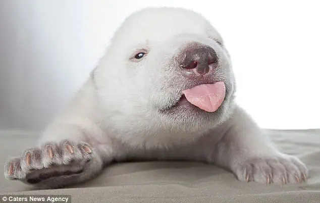 You are currently viewing Siku the Polar Bear Cub: The Heartbreaking Story Behind the Viral Video