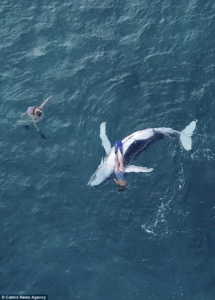 Read more about the article Sneaky Whale Calf Surprises Divers With an Unforgettable Ocean Greeting